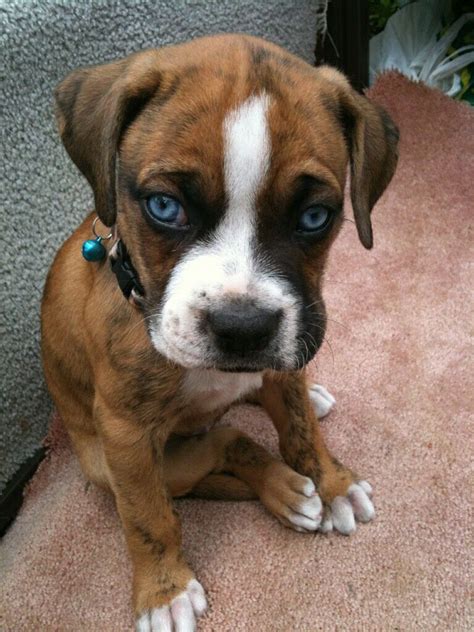 Blue Eyed Boxer Puppies For Sale